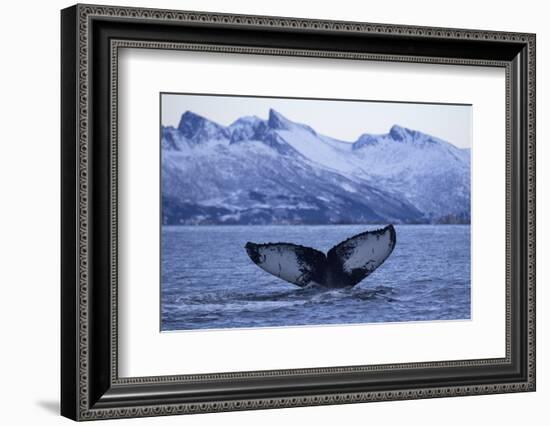 Humpback Whale (Megaptera Novaeangliae) Tail Fluke Above Water before Diving-Widstrand-Framed Photographic Print