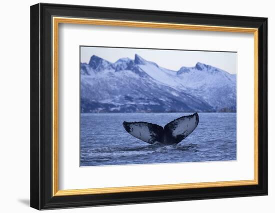 Humpback Whale (Megaptera Novaeangliae) Tail Fluke Above Water before Diving-Widstrand-Framed Photographic Print