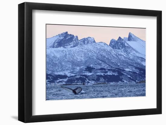 Humpback Whale (Megaptera Novaeangliae) Tail Fluke Above Water before Diving-Widstrand-Framed Photographic Print