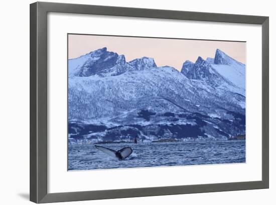 Humpback Whale (Megaptera Novaeangliae) Tail Fluke Above Water before Diving-Widstrand-Framed Photographic Print