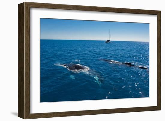 Humpback Whale (Megaptera Novaeangliae) Watching in Harvey Bay, Queensland, Australia, Pacific-Michael Runkel-Framed Photographic Print