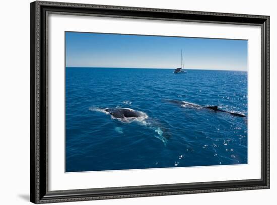 Humpback Whale (Megaptera Novaeangliae) Watching in Harvey Bay, Queensland, Australia, Pacific-Michael Runkel-Framed Photographic Print