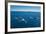 Humpback Whale (Megaptera Novaeangliae) Watching in Harvey Bay, Queensland, Australia, Pacific-Michael Runkel-Framed Photographic Print