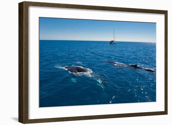 Humpback Whale (Megaptera Novaeangliae) Watching in Harvey Bay, Queensland, Australia, Pacific-Michael Runkel-Framed Photographic Print