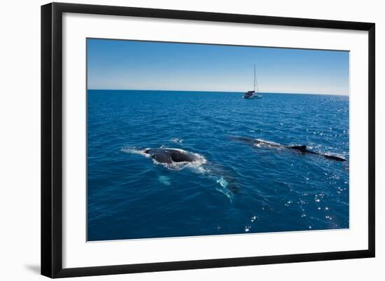 Humpback Whale (Megaptera Novaeangliae) Watching in Harvey Bay, Queensland, Australia, Pacific-Michael Runkel-Framed Photographic Print