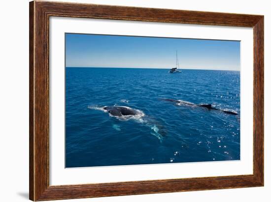 Humpback Whale (Megaptera Novaeangliae) Watching in Harvey Bay, Queensland, Australia, Pacific-Michael Runkel-Framed Photographic Print