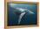 Humpback Whale (Megaptera Novaeangliae)-Reinhard Dirscherl-Framed Premier Image Canvas