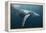 Humpback Whale (Megaptera Novaeangliae)-Reinhard Dirscherl-Framed Premier Image Canvas