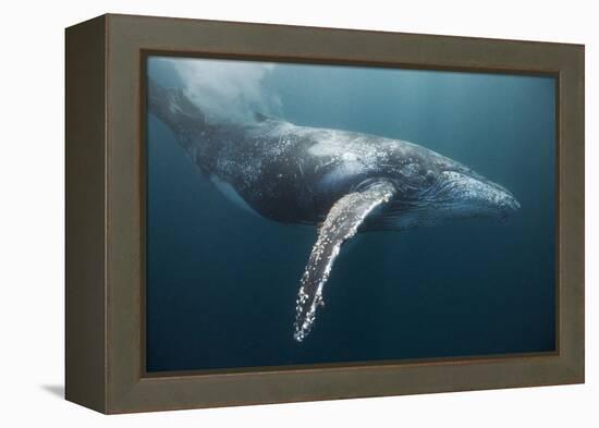 Humpback Whale (Megaptera Novaeangliae)-Reinhard Dirscherl-Framed Premier Image Canvas