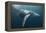 Humpback Whale (Megaptera Novaeangliae)-Reinhard Dirscherl-Framed Premier Image Canvas