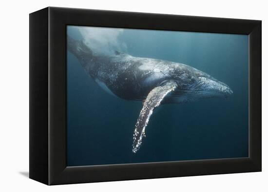 Humpback Whale (Megaptera Novaeangliae)-Reinhard Dirscherl-Framed Premier Image Canvas