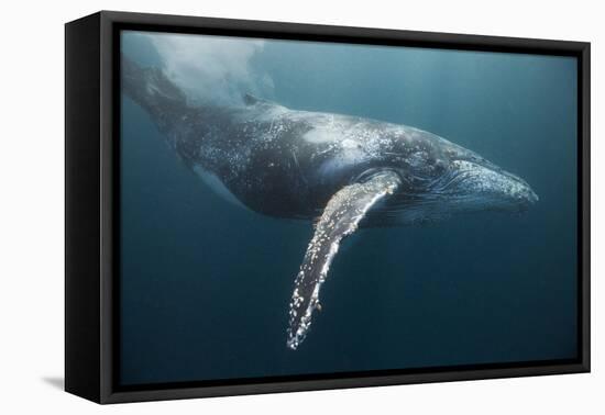 Humpback Whale (Megaptera Novaeangliae)-Reinhard Dirscherl-Framed Premier Image Canvas