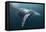 Humpback Whale (Megaptera Novaeangliae)-Reinhard Dirscherl-Framed Premier Image Canvas