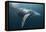 Humpback Whale (Megaptera Novaeangliae)-Reinhard Dirscherl-Framed Premier Image Canvas