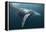 Humpback Whale (Megaptera Novaeangliae)-Reinhard Dirscherl-Framed Premier Image Canvas