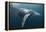 Humpback Whale (Megaptera Novaeangliae)-Reinhard Dirscherl-Framed Premier Image Canvas