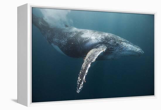 Humpback Whale (Megaptera Novaeangliae)-Reinhard Dirscherl-Framed Premier Image Canvas