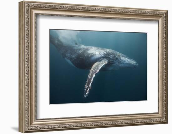 Humpback Whale (Megaptera Novaeangliae)-Reinhard Dirscherl-Framed Photographic Print