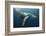 Humpback Whale (Megaptera Novaeangliae)-Reinhard Dirscherl-Framed Photographic Print