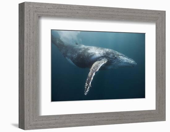 Humpback Whale (Megaptera Novaeangliae)-Reinhard Dirscherl-Framed Photographic Print