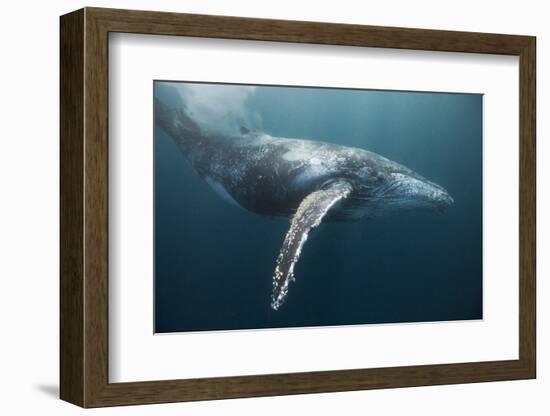 Humpback Whale (Megaptera Novaeangliae)-Reinhard Dirscherl-Framed Photographic Print