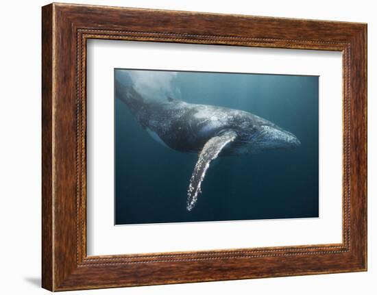 Humpback Whale (Megaptera Novaeangliae)-Reinhard Dirscherl-Framed Photographic Print