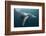 Humpback Whale (Megaptera Novaeangliae)-Reinhard Dirscherl-Framed Photographic Print