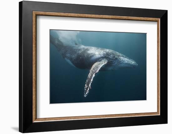 Humpback Whale (Megaptera Novaeangliae)-Reinhard Dirscherl-Framed Photographic Print