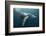 Humpback Whale (Megaptera Novaeangliae)-Reinhard Dirscherl-Framed Photographic Print