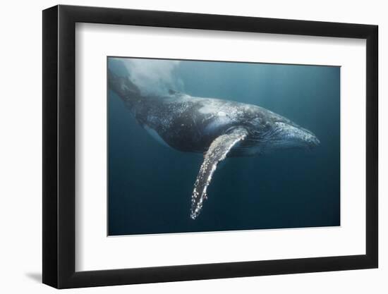 Humpback Whale (Megaptera Novaeangliae)-Reinhard Dirscherl-Framed Photographic Print