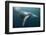 Humpback Whale (Megaptera Novaeangliae)-Reinhard Dirscherl-Framed Photographic Print