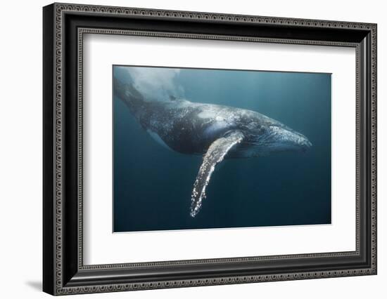 Humpback Whale (Megaptera Novaeangliae)-Reinhard Dirscherl-Framed Photographic Print