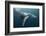 Humpback Whale (Megaptera Novaeangliae)-Reinhard Dirscherl-Framed Photographic Print
