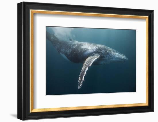 Humpback Whale (Megaptera Novaeangliae)-Reinhard Dirscherl-Framed Photographic Print