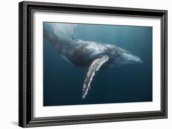 Humpback Whale (Megaptera Novaeangliae)-Reinhard Dirscherl-Framed Photographic Print