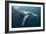 Humpback Whale (Megaptera Novaeangliae)-Reinhard Dirscherl-Framed Photographic Print