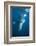 Humpback Whale (Megaptera Novaeangliae)-Reinhard Dirscherl-Framed Photographic Print