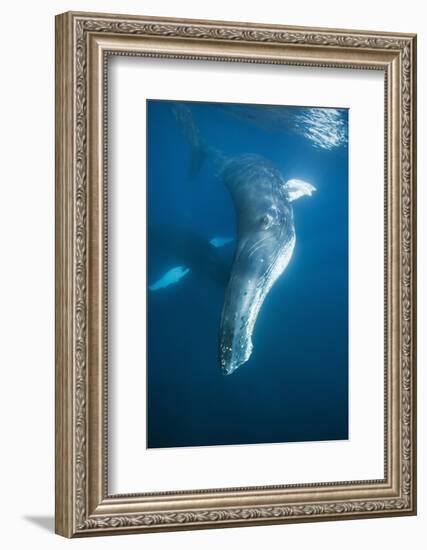 Humpback Whale (Megaptera Novaeangliae)-Reinhard Dirscherl-Framed Photographic Print