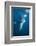 Humpback Whale (Megaptera Novaeangliae)-Reinhard Dirscherl-Framed Photographic Print