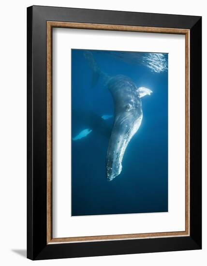 Humpback Whale (Megaptera Novaeangliae)-Reinhard Dirscherl-Framed Photographic Print