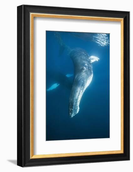 Humpback Whale (Megaptera Novaeangliae)-Reinhard Dirscherl-Framed Photographic Print