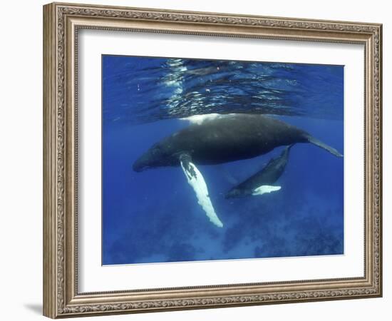 Humpback Whale Mother and Calf, Silver Bank, Domincan Republic-Rebecca Jackrel-Framed Photographic Print