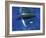 Humpback Whale Mother and Calf, Silver Bank, Domincan Republic-Rebecca Jackrel-Framed Photographic Print