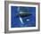 Humpback Whale Mother and Calf, Silver Bank, Domincan Republic-Rebecca Jackrel-Framed Photographic Print