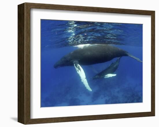 Humpback Whale Mother and Calf, Silver Bank, Domincan Republic-Rebecca Jackrel-Framed Photographic Print