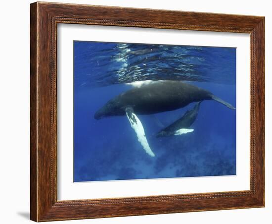 Humpback Whale Mother and Calf, Silver Bank, Domincan Republic-Rebecca Jackrel-Framed Photographic Print