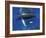 Humpback Whale Mother and Calf, Silver Bank, Domincan Republic-Rebecca Jackrel-Framed Photographic Print