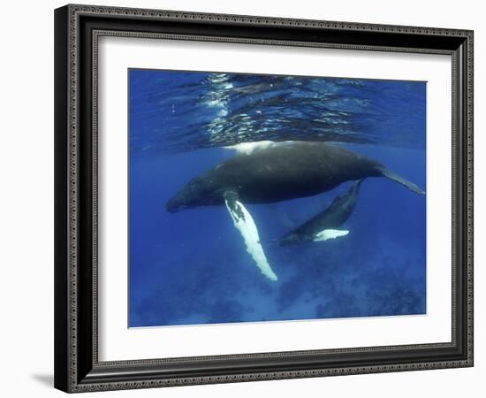 Humpback Whale Mother and Calf, Silver Bank, Domincan Republic-Rebecca Jackrel-Framed Photographic Print