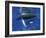 Humpback Whale Mother and Calf, Silver Bank, Domincan Republic-Rebecca Jackrel-Framed Photographic Print