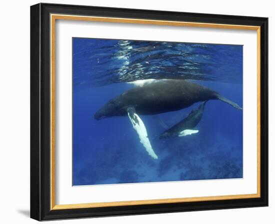 Humpback Whale Mother and Calf, Silver Bank, Domincan Republic-Rebecca Jackrel-Framed Photographic Print